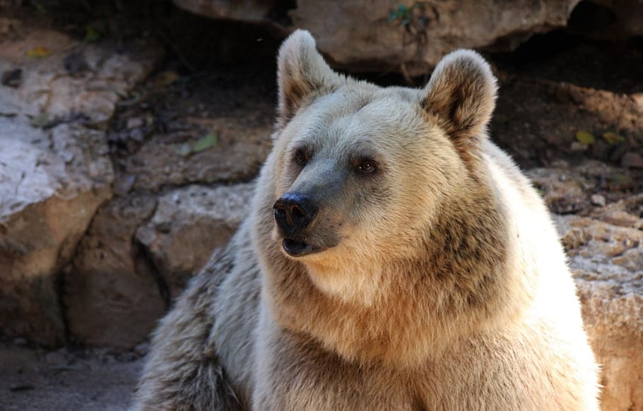 oso blanco, oso, oso pardo, fauna, marrón, salvaje, mamífero, pelaje, depredador, alaska