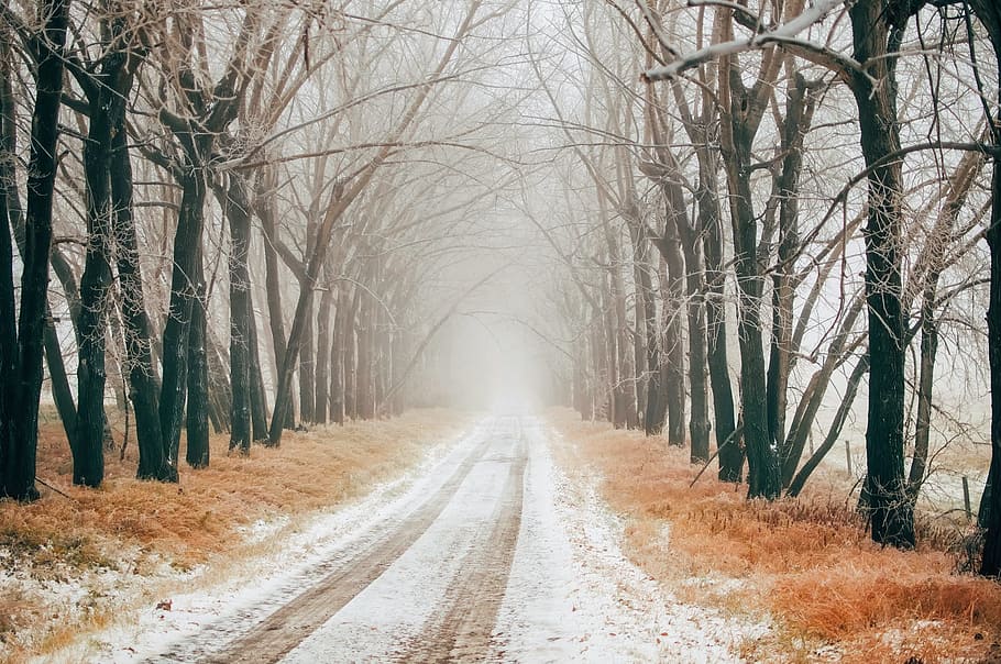 carretera, desnudo, árboles, canadá, unidad, viajar, huellas de neumáticos, invierno, nieve, amanecer