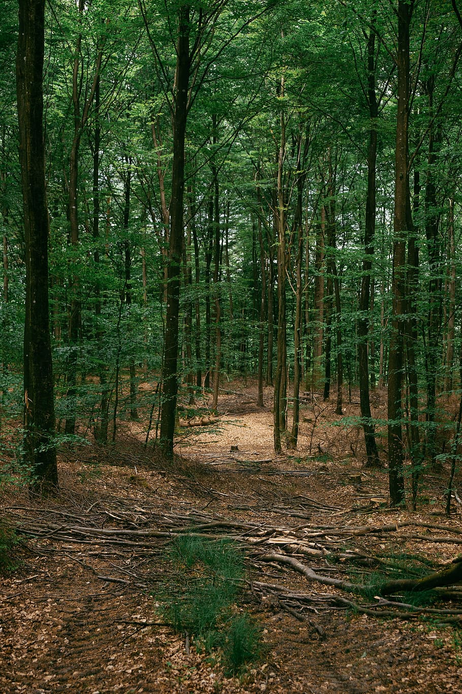 森の小道 森 道 自然 木 アウトドア 風景 小道 人なし 緑 Pxfuel