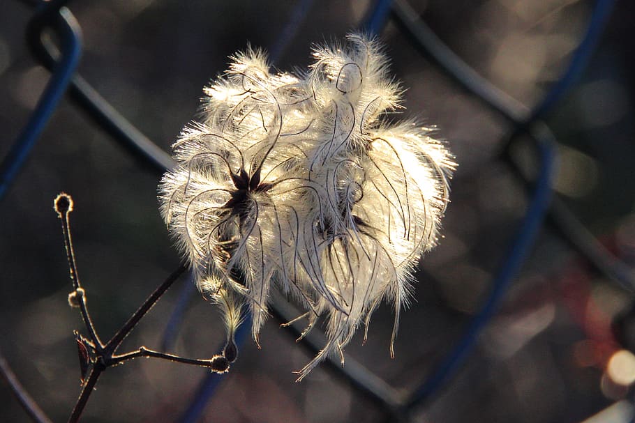 Blossom, Bloom, Sun, Plant, feather duster, wild growth, clematis, flower, close-up, fragility