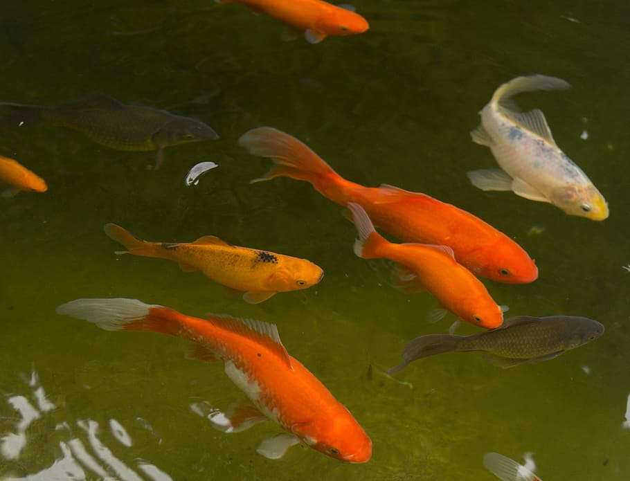 shoal, koi, gold fishes, garden pond, goldfish, fish, water, red, white, black