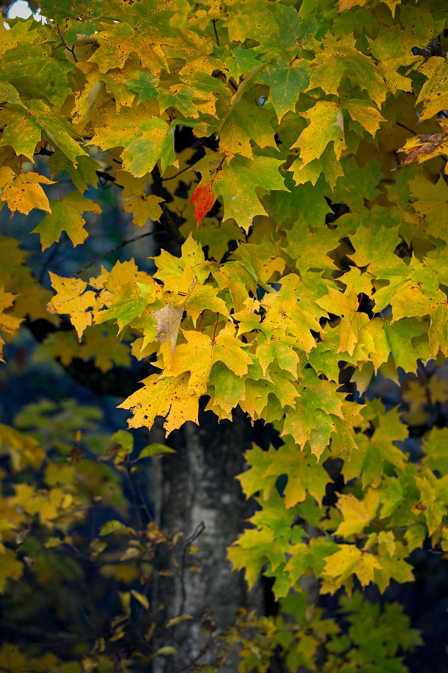 fall, leaves, tree, nature, colorful, autumn, foliage, outdoors, leaf, season