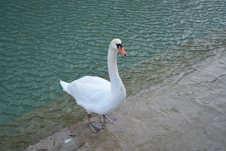 Swan, White, Majestic, Bird, Lake, Water, bird lake, annecy, animal, feathers