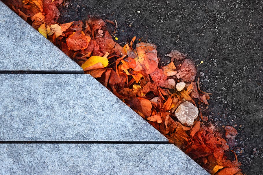 Secado, hojas, negro, carretera de asfalto, hojas de otoño, fondo de otoño, espacio de copia, amarillo, naranja, hoja
