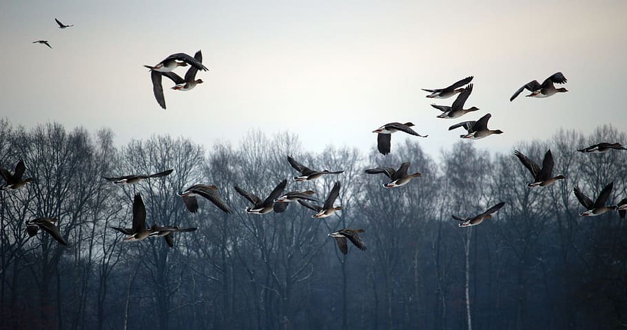 Wild Geese, Flock Of Birds, Winter, migratory birds, swarm, geese, birds, wild goose, bird, water bird