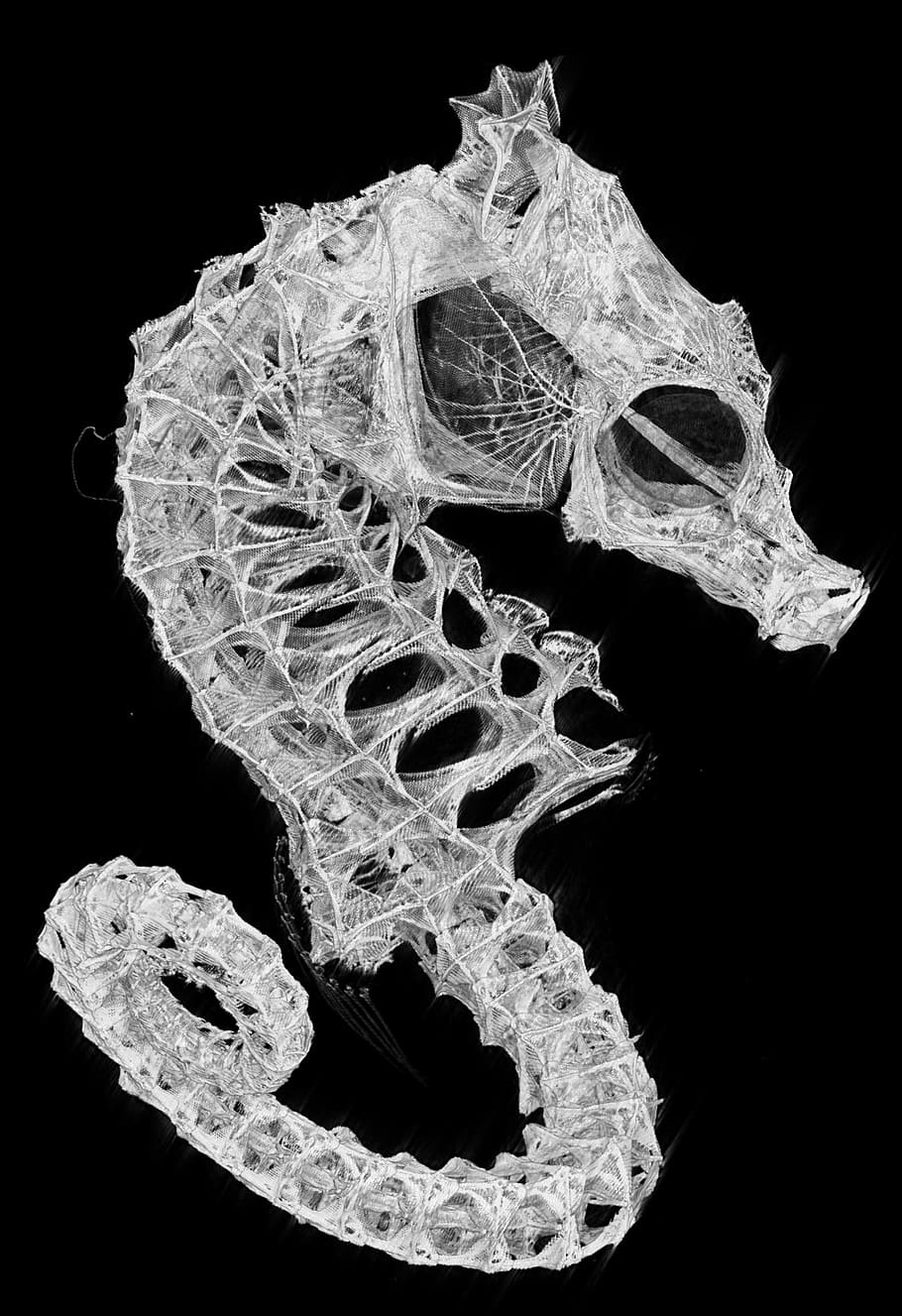 white, seahorse skeleton, black, background photo, seahorse, skeleton, biology, fish, black background, studio shot