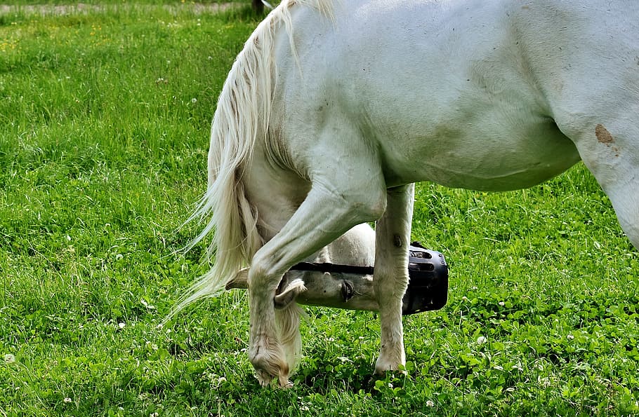 カビ 馬 牧草地 動物 カップリング 放牧 白い馬 白 ライトストール 哺乳類 Pxfuel