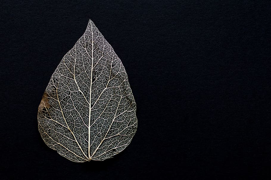 close-up, grey, leaf, black, background, withered, dry, foliage leaf, leaves, texture