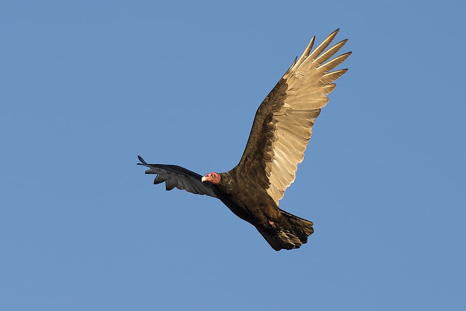 bird, mid, air, turkey vulture, wildlife, nature, flying, scavenger, buzzard, carrion crow