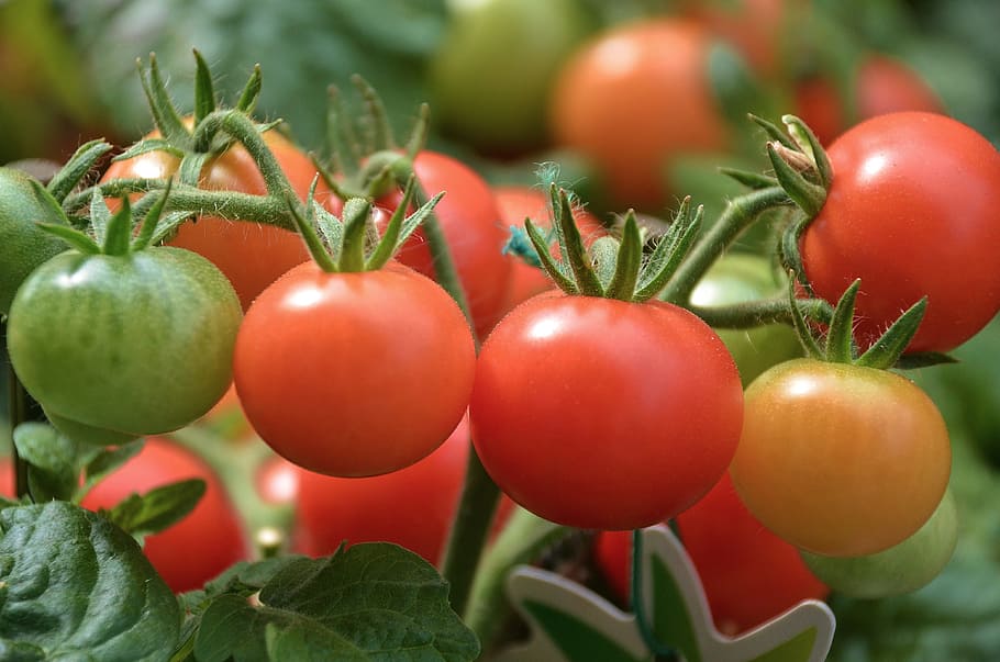 tomatoes, vegetables, red, delicious, market, stand, food, solanum lycopersicum, fruit, food and drink