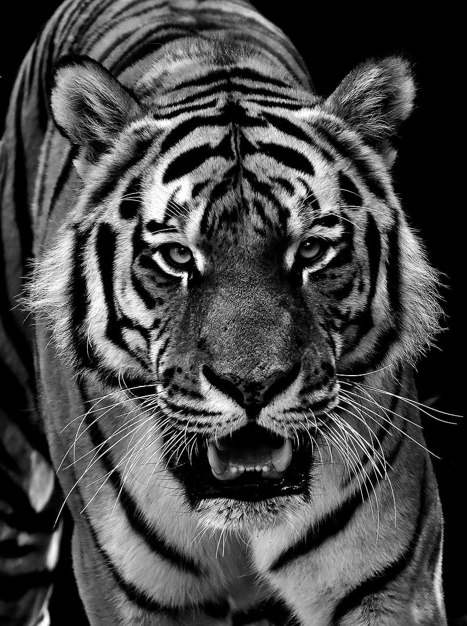 foto em escala de cinza, tigre de bengala, tigre, predador, peles, preto e branco, bela, perigoso, gato, fotografia da vida selvagem
