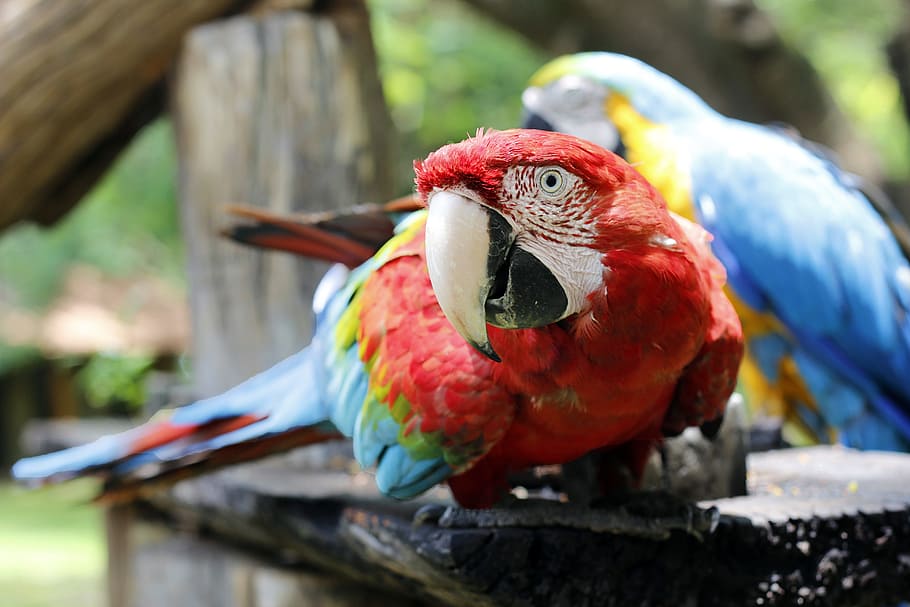 arara, guacamaya roja, animales, aves, aves tropicales, fauna brasileña, colorido, naturaleza, rojo, silvestre