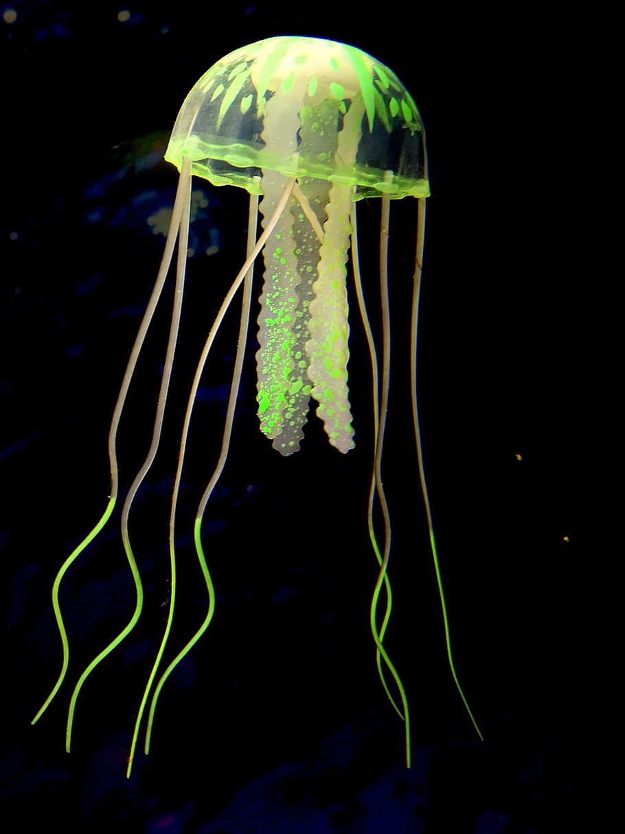 medusa, sea, depth, underwater world, green color, water, sea life, marine, animal themes, close-up