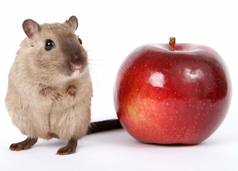 red, apple, brown, rat, closeup, photography, animal, breakfast, close, colorful