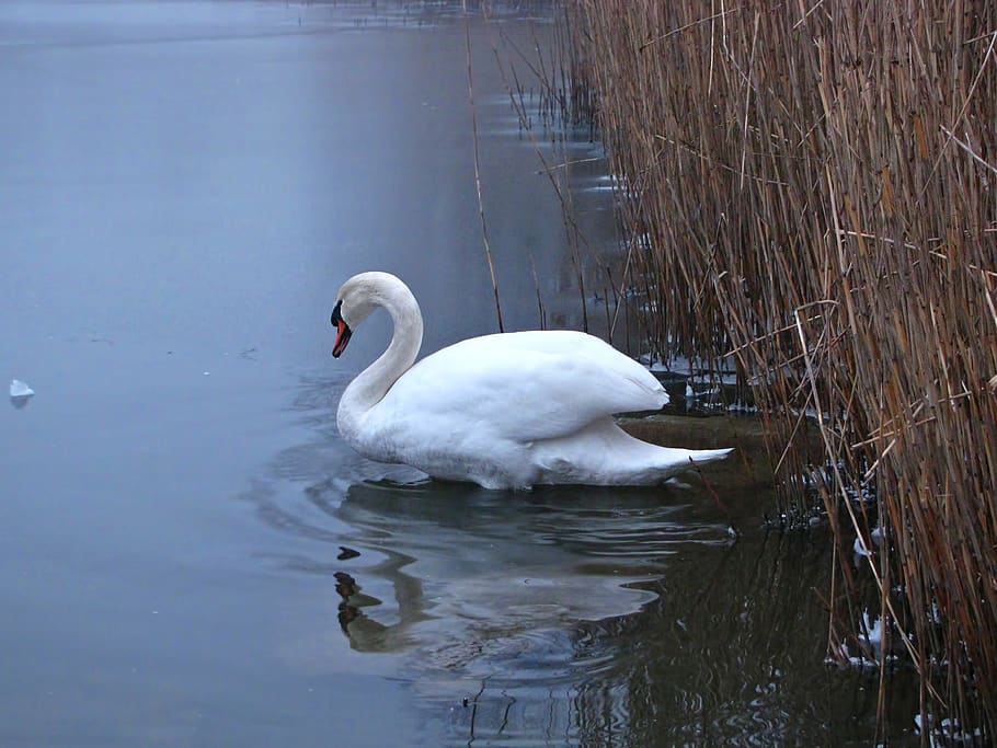 swan, pond, reed, wild life, winter, ice, icy, fog, foggy, blue hour