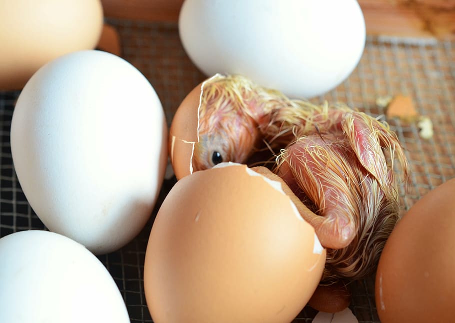 yellow, chick hatching, white, eggs, daytime, chicks, hatch, egg, chicken, eggshell