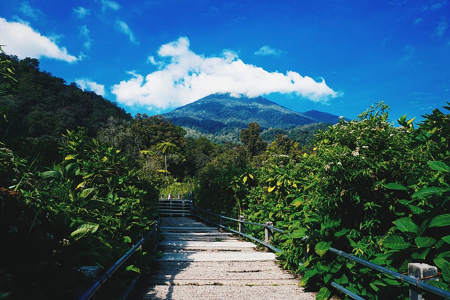 ゲデパングランゴ国立公園, ジャワ, 風景, 山, インドネシア, 工場, 自然の美しさ, 成長, 空, 自然