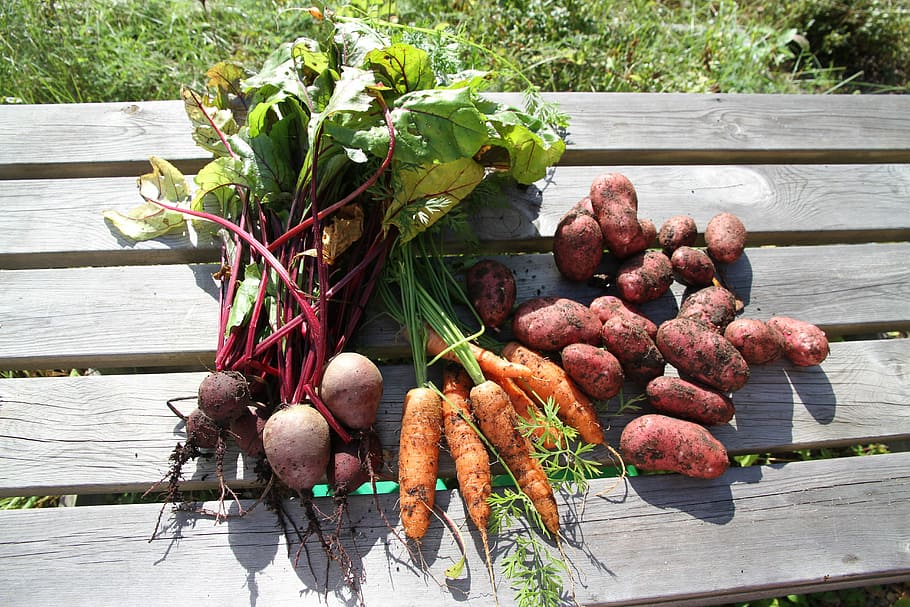 Vegetable, Carrot, Vegetables, Potato, beetroot, food and drink, outdoors, freshness, day, food