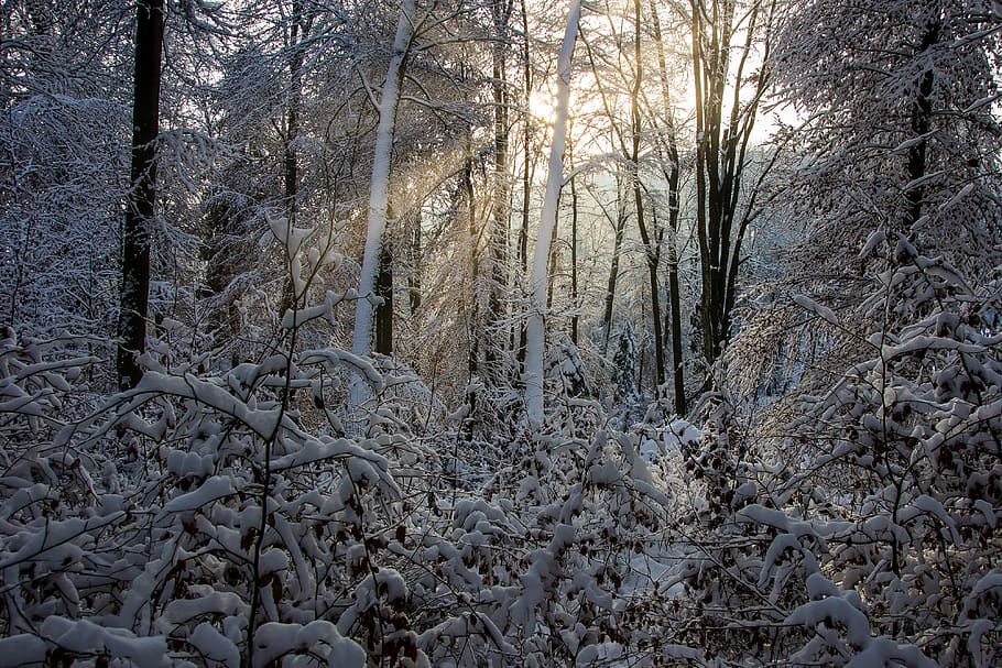 bosque, invierno, sol, luz del atardecer, rayo de sol, estética, retroiluminación, soñador, místico, naturaleza