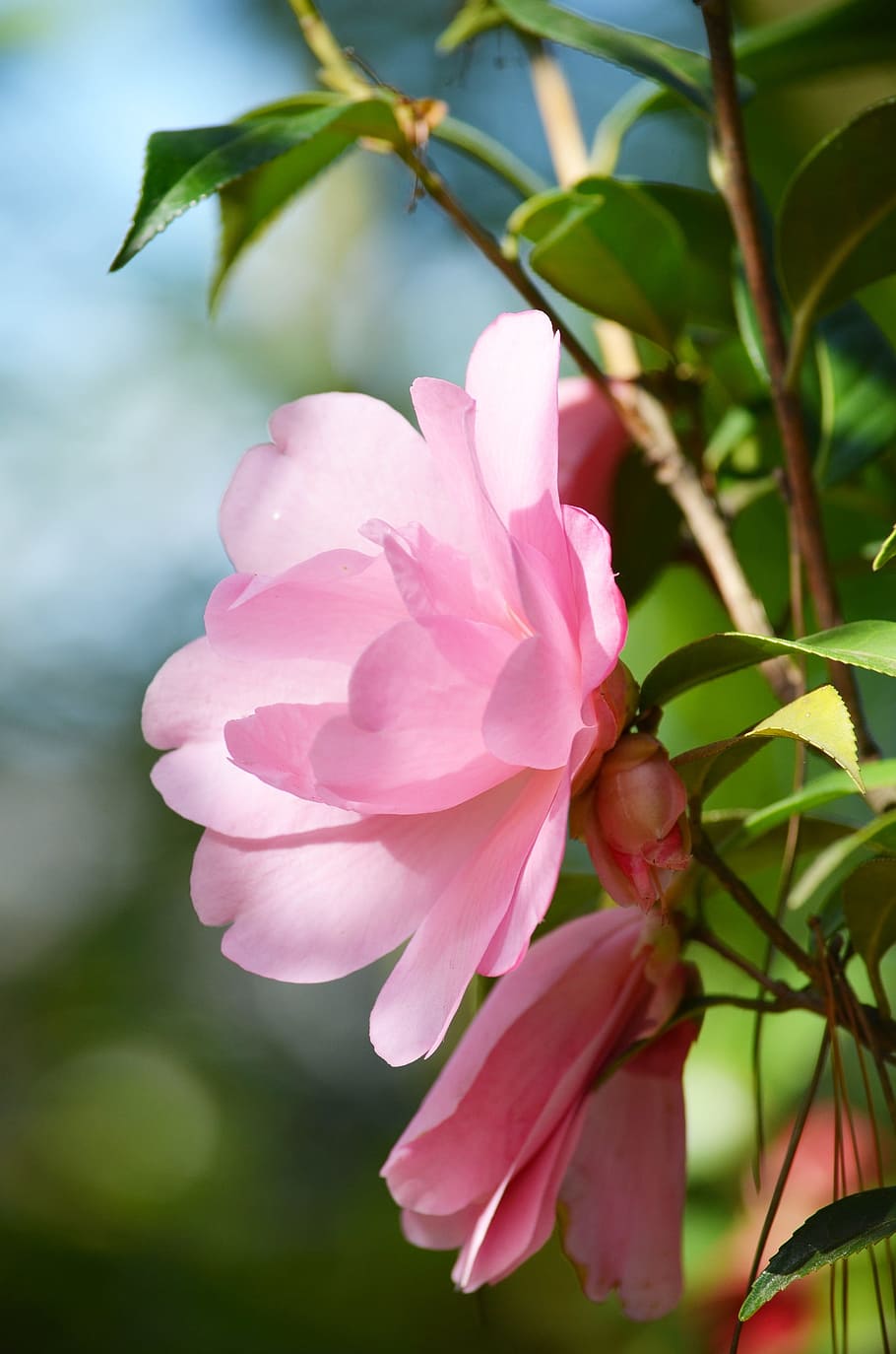 Camellia, Pink, Flower, Bloom, Sun, pink flower, bloom in sun, nature, pink Color, plant