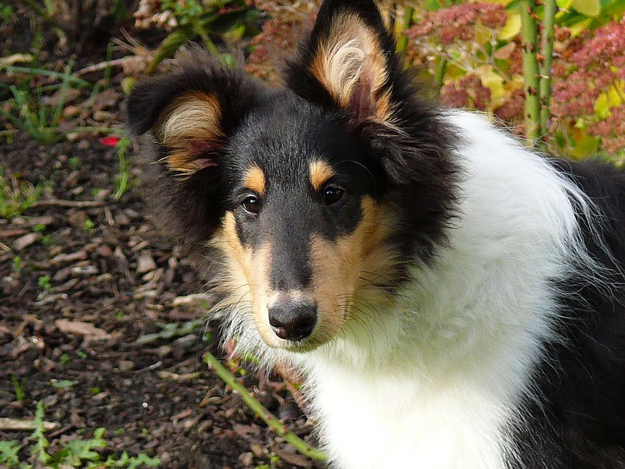 Collie, Dog, Tricolor, long haired collie, puppy, young, playful, view, sweet, cute