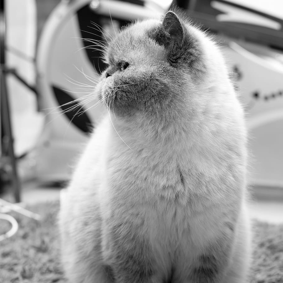 grayscale photo, cat, persian cat, persians, pet, pride, mieze, portrait, domestic cat, mood