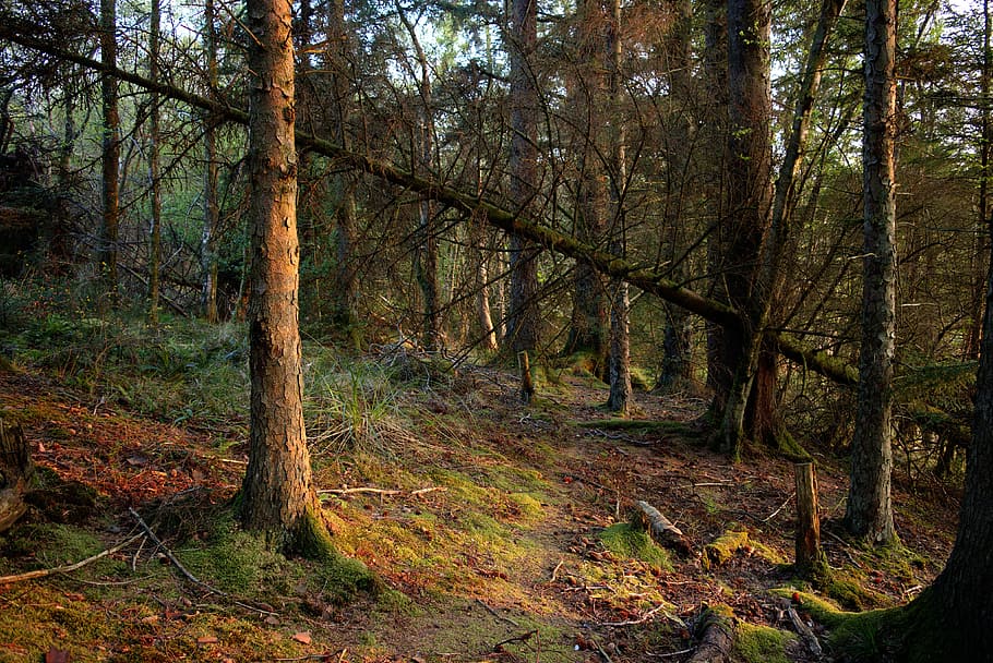 Woodland, Forest, Forestry, Trees, tree, autumn, nature, day, land, plant