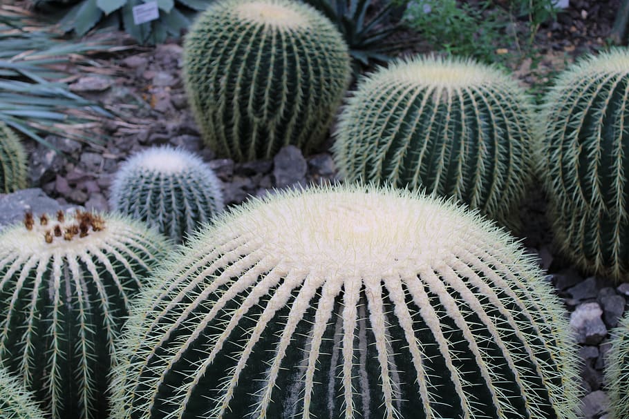cactus, planta, verde, flora, desierto, espinoso, espuela, planta de  desierto, naturaleza, flor | Pxfuel