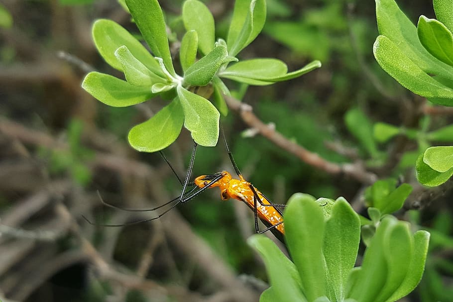 pembunuh bug nimfa, nimfa, serangga, berburu, merapatkan, mencapai, memanjat, daun, alam, arthropoda
