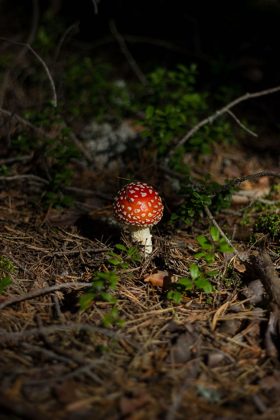 red, white, poisonous, mushroom, green, grasses, fungus, food, outdoor, grass