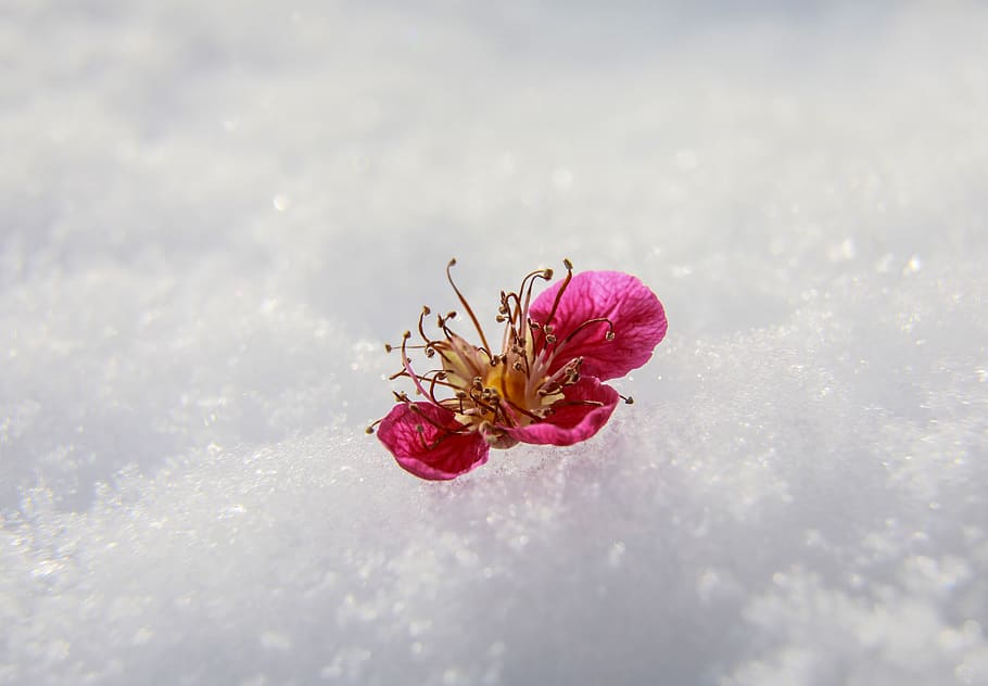 día de san valentín, flor en la nieve, floración de invierno, flor de  durazno, flor de albaricoque chino, nieve, invierno, planta, humor de  invierno, bokeh | Pxfuel