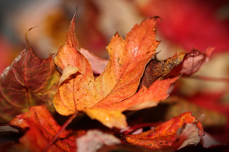 selective, focus photography, maple leaf, autumn leaves, fall, leaf, nature, red, orange, october