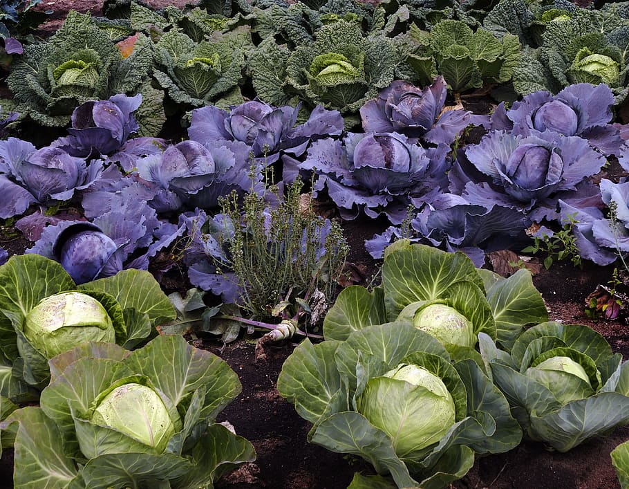 紫, 緑, キャベツ, ブルーム, サボイ, コール, ハーブ, 野菜, 耕地, フィールド