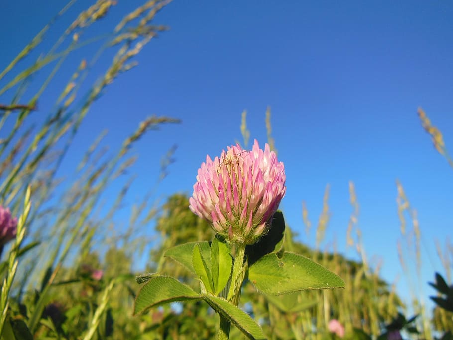 trifolium pratense, clover flower, red clover, close-up, flowers, grass, sunshine, blue sky, on the field, plants