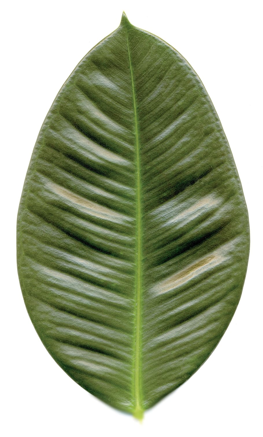 Leaf, Rubber Tree, Nature, green, cut out, rubber, plant, alone, solo, tree