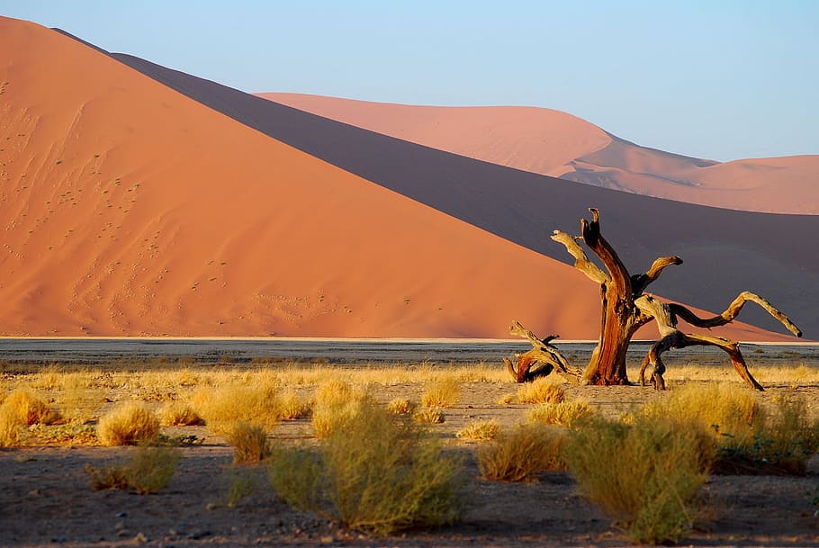 Namibia, desierto, árbol, duna, arena roter, tierra, paisajes: naturaleza, duna de arena, medio ambiente, arena