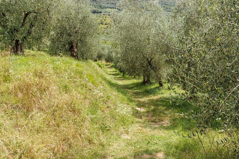 olive grove, olives, trees, olive trees, olive tree, plantation, olive garden, path, italy, nature