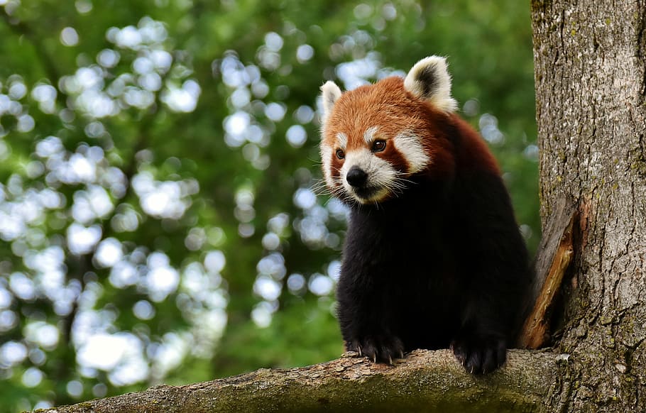red, panda, tree, red panda, bear cat, fire fox, ailurus fulgens, predator, mammal, himalayas