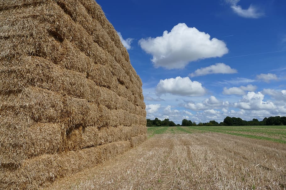 hay, hay bale, straw, straw bale, food, agricultural, harvest, agriculture, countryside, landscape