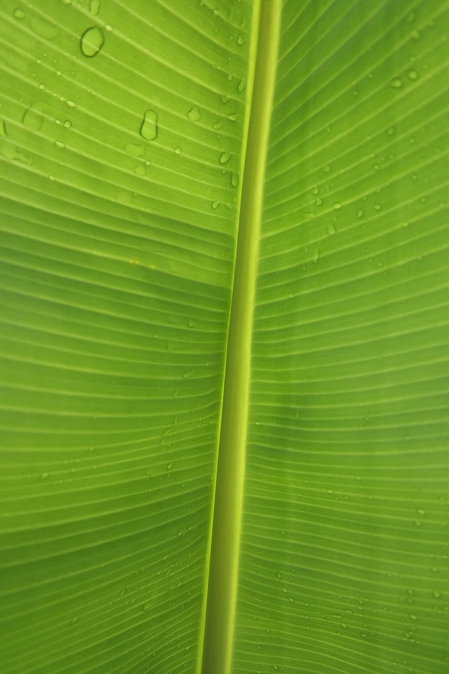leaf, green, structure, banana leaf, drop of water, jungle, drip, nature, raindrop, leaf veins