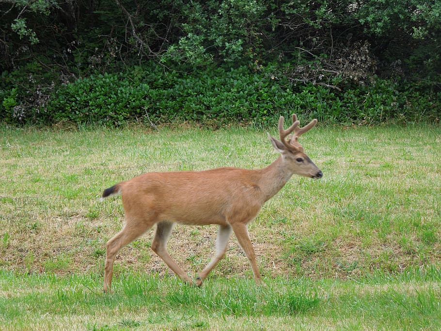brown, daytime, Deer, Field, Nature, Shot, running, nature shot, deer in woods, buck shot
