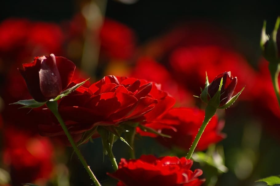 red, flowers, roses, a lot, flower garden, sun, fiery, love, bright, beauty