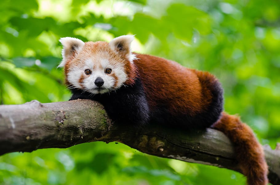 foto, marrón, beige, rojo, panda, árbol, animal, rama, linda, panda rojo