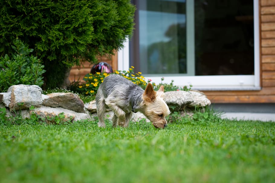 cão, pequeno, yorki, yorkshire terrier, jardim, animal de estimação, cheirando, verão, fora, cão pequeno