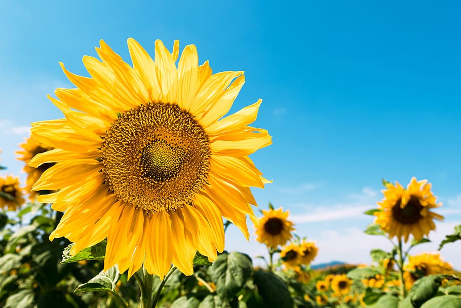 sunflower, sunny day, sky, blue sky, landscape, nature, flowers, yellow flower, plants, cloud