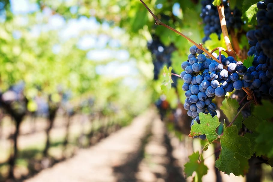blueberries, daytime, purple grapes, vineyard, napa valley, napa vineyard, grapes, vine, grapevines, wine grapes