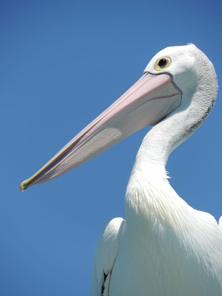 pelicano, pássaro, bico, bico grande, pássaro grande, fotografia da natureza, pássaro pelicano, aviário, aves, asas
