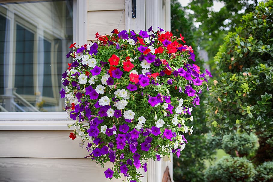 Petunia, Flower, Purple, White, red, hanging plant, pink color, plant, day, window