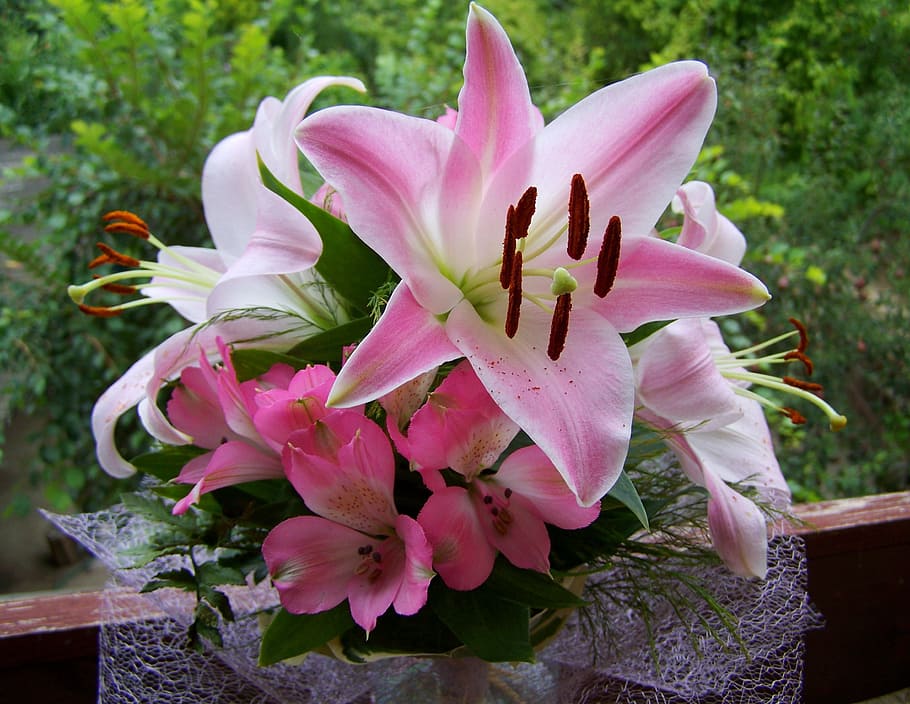 pink, white, flowers, flower bouquet, pink lilies, cut flower, flower, plant, flowering plant, pink color