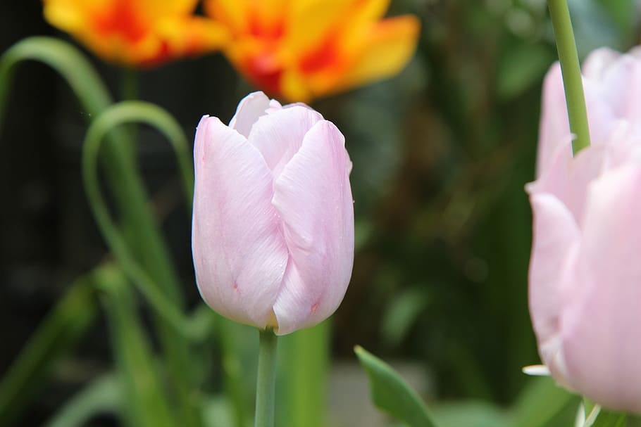 tulipán, tulipán primavera, flor, planta floreciendo, planta, vulnerabilidad, belleza en la naturaleza, fragilidad, frescura, pétalo